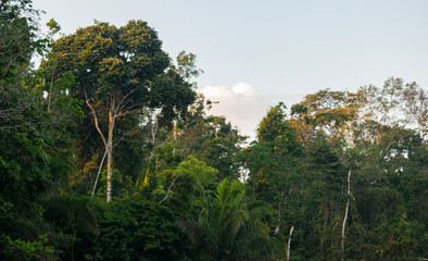 The rainforest of the Amazon