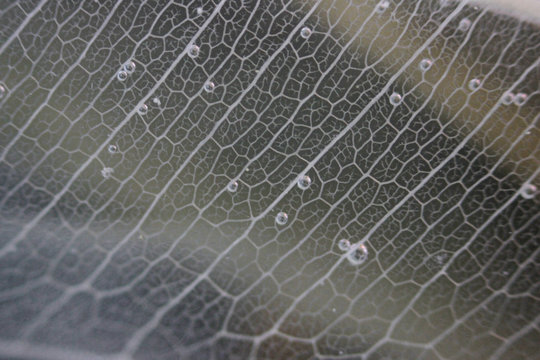 Macro structure white delicate skeletonized leaf of ficus Ficus benjamina in water and air bubbles