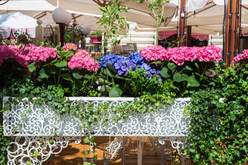 Hydrangea Flowers in the Lace Metal Pot