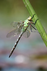 Dragonfly sitting on a leaf