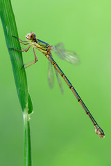 the dragonfly sits on a grass on a meadow