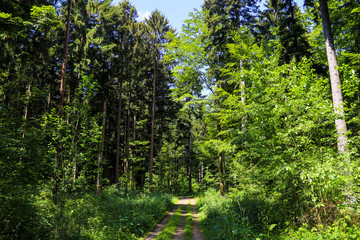 Obraz premium Waldweg
