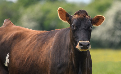 A close up of a brown cow in a field