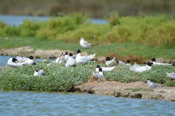 Mouette mélanocéphale (Ichthyaetus melanocephalus)