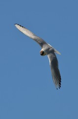 Mouette rieuse (Chroicocephalus ridibundus)