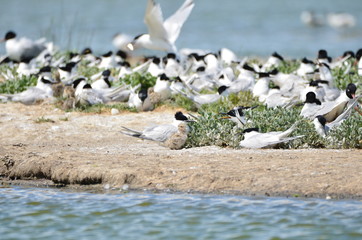 Sterne caugek (Thalasseus sandvicensis) © Emmanuelle KUHN