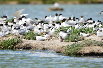 Fototapeta premium Sterne caugek (Thalasseus sandvicensis)