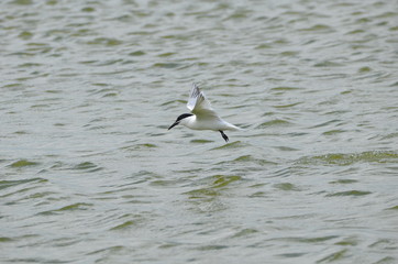 Sterne caugek (Thalasseus sandvicensis)