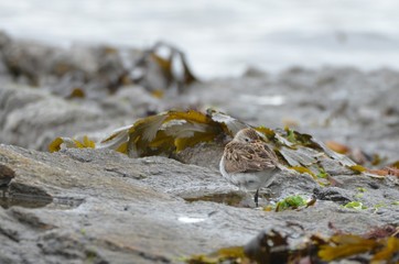 Bécasseau variable (Calidris alpina) 