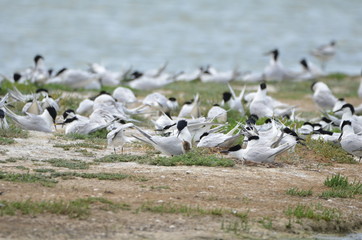 Sterne caugek (Thalasseus sandvicensis) © Emmanuelle KUHN