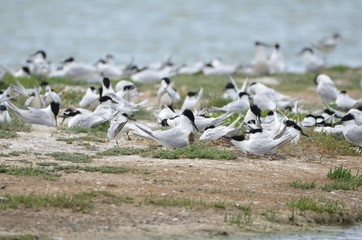 Sterne caugek (Thalasseus sandvicensis) © Emmanuelle KUHN