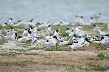 Sterne caugek (Thalasseus sandvicensis) © Emmanuelle KUHN