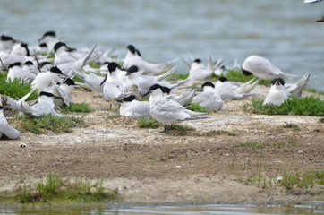 Sterne caugek (Thalasseus sandvicensis)