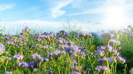 Bienenfreund, Bienenschutz, Umweltschutz, Wildkräuter für Bienen:  Blau-violett blühende...