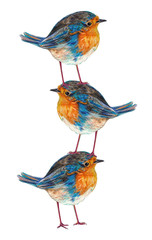 Watercolor isolated object. Robin Bird. 