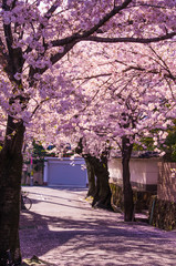 Naklejka premium 桜散る住宅街の風景