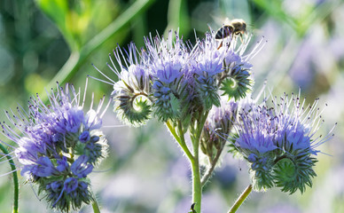 Bienenfreund, Bienenschutz, Umweltschutz, Wildkräuter für Bienen:  Blau-violett blühende Büschelschön (Phacelia tanacetifolia)