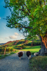 Sheeps on footpath in the Lake District at sunset, England