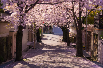 桜散る街並み