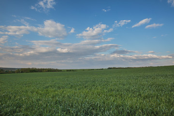 Fototapeta premium The movement of the thunderclouds over the fields of winter wheat in early spring in the vast steppes of the Don.