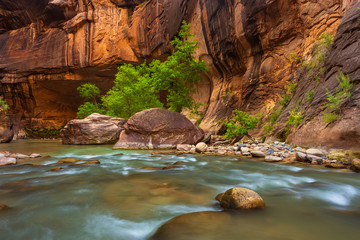 Trees in the Virgin Narrows River in Zion National Park.