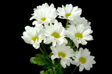 chrysanthemums white Bush on a black background
