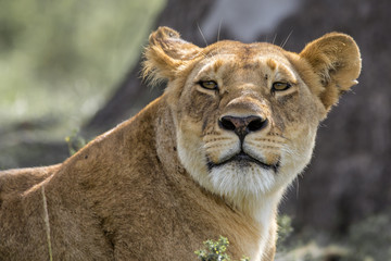 Fototapeta na wymiar Lioness in the Masai Mara National Park in Kenya