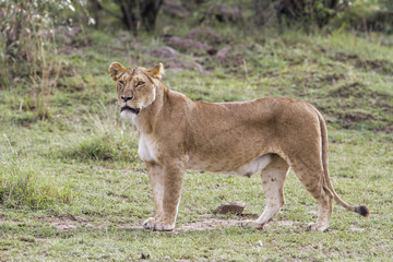 Fototapeta na wymiar Lioness in the Masai Mara National Park in Kenya