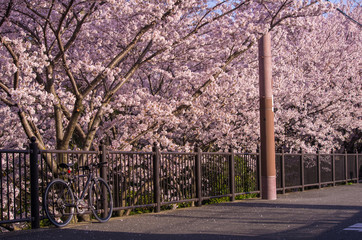 自転車と桜並木