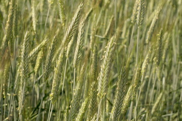 green whean in the field 