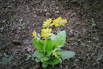 yellow flower young on brown cold ground