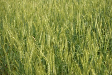 green whean in the field 