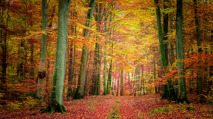 Golden and brown in the forest in autumn, Poland