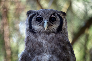 Giant Eagle Owl (Bubo lacteus) aka Verroux's Owl