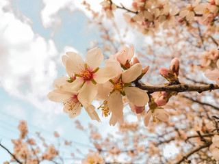 almond tree flowers spirng blue sky