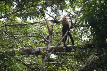 Monkey standing in the tree