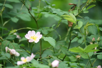 Filz-Rose / rosa tomentosa