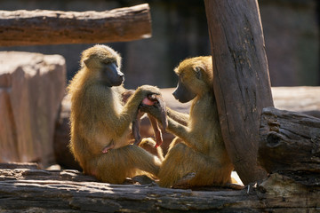 Two baboons feeding baby