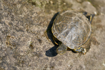 Small turtle resting on stone on a sunny day