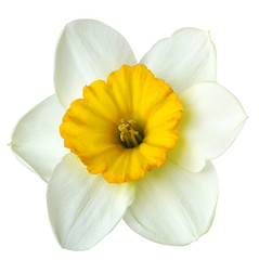 Flower white-yellow  narcissus on a white isolated background with clipping path  no shadows.  Closeup  For design.  Nature.