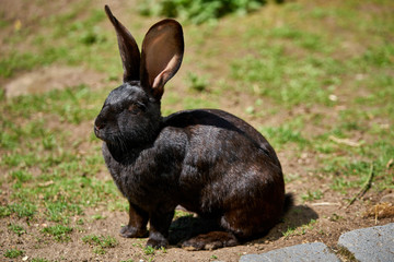  Black flemish giant rabbit on a sunny day