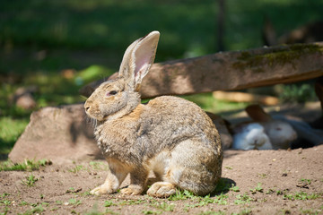 Flemish giant rabbit on a sunny day with other sleeping rabbits in background