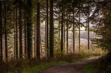 Forest walk - Lanhydrock