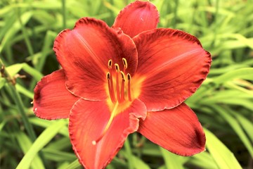 A close look at a bright red flower
