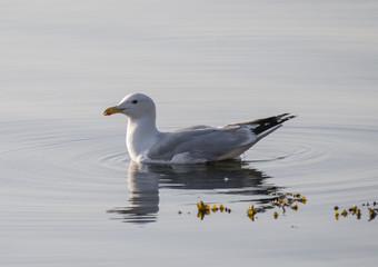Möwe schwimmt im Meer