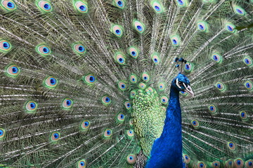 Obraz premium Awsome peacock