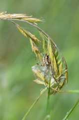 Épeire diadème (Araneus diadematus)