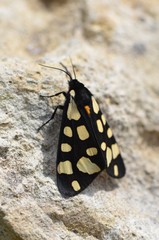 Ecaille fermière (Epicallia villica) 