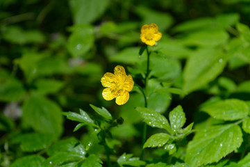 полевой цветок