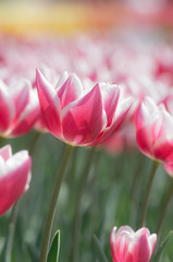 チューリップ　赤紫×白